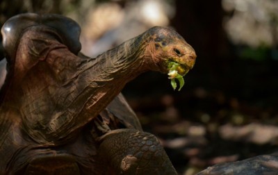 Самец черепахи спас свой вид от вымирания
