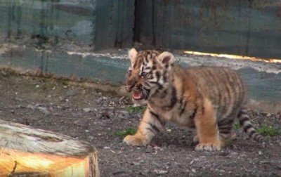 Одесский зоопарк показал первую прогулку тигренка